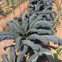 Dinosaur Kale 2