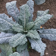 Dinosaur Kale 3