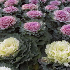 Flowering Cabbage 3