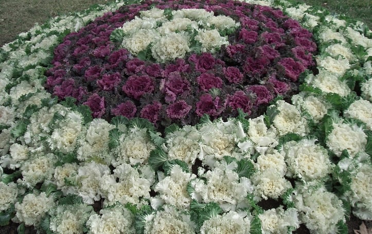 Flowering Cabbage