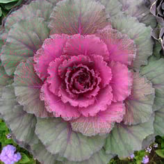 Flowering Cabbage 2