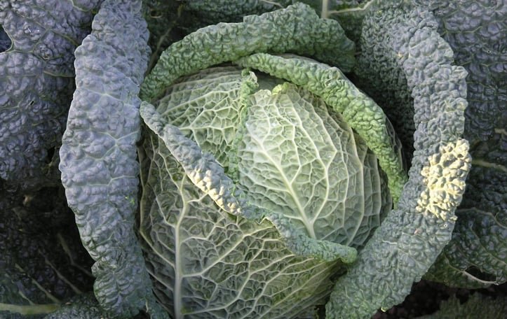 Cabbage