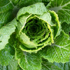 Celery Cabbage 4