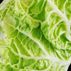 Celery Cabbage 2