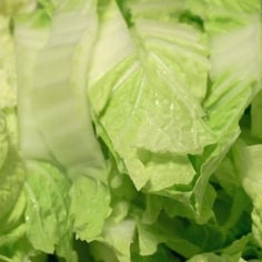Celery Cabbage 3
