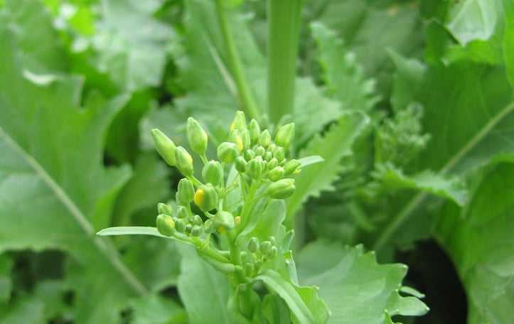 American Gai Lan
