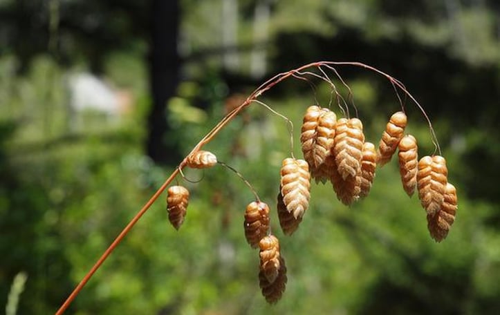Big Quaking Grass