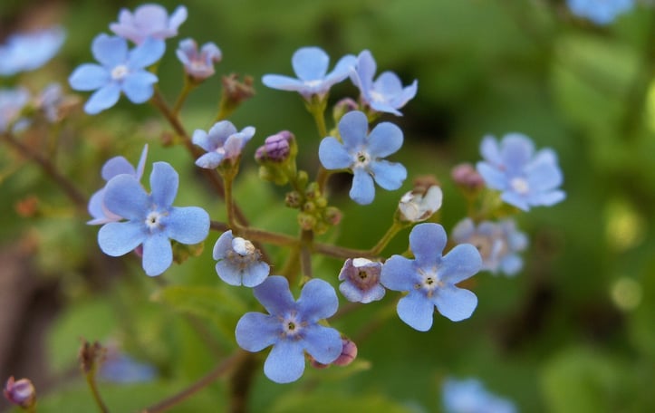False forget-me-not