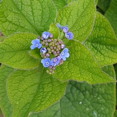 False forget-me-not 2