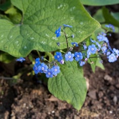 False forget-me-not 3