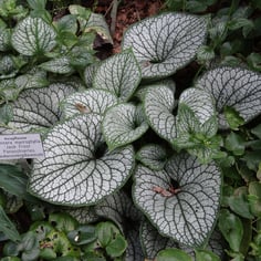 False forget-me-not 4