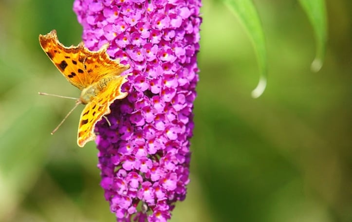 Buddleja davidii 'Harlequin'