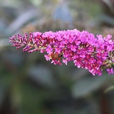 Butterfly Bush 2