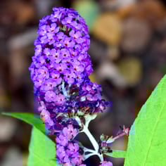 Butterfly Bush 4
