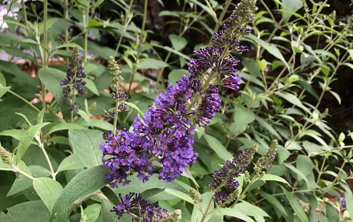 Butterfly Bush