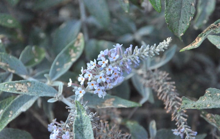 Chinese Butterfly Bush