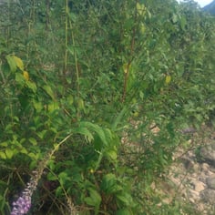 Chinese Butterfly Bush 2