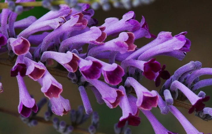Lindley Butterfly Bush