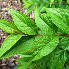 Lindley Butterfly Bush 3