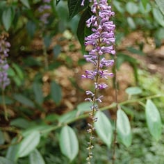 Lindley Butterfly Bush 2
