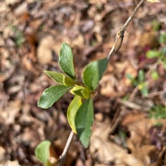 Lindley Butterfly Bush 4