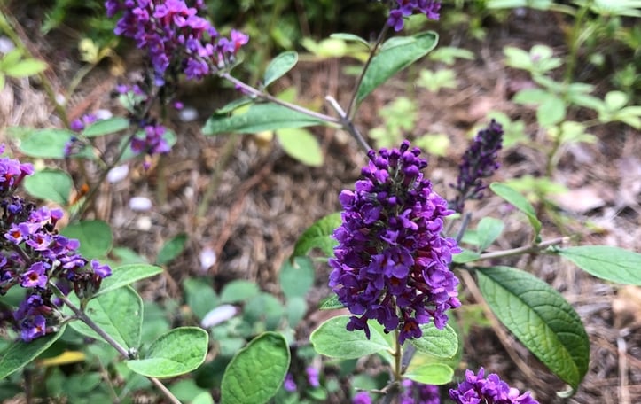 Blue Chip Buddleja