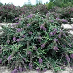 Buddleja 'Purple Haze' 2