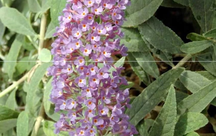 Buddleja 'Purple Haze'
