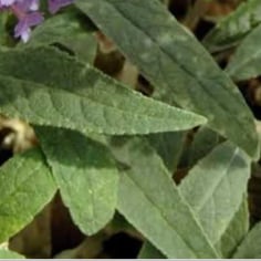 Buddleja 'Purple Haze' 3