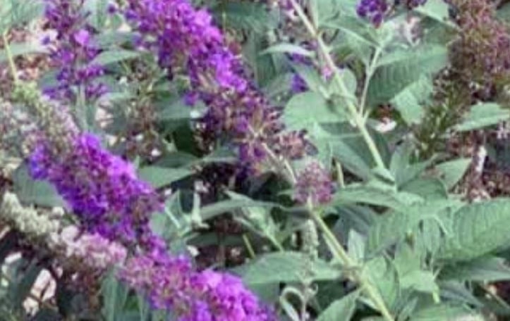 'Miss Violet' Butterfly Bush