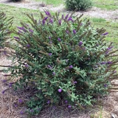 'Miss Violet' Butterfly Bush 2