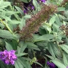'Miss Violet' Butterfly Bush 3