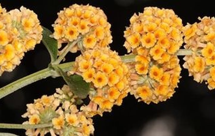 Weyer's Butterfly Bush