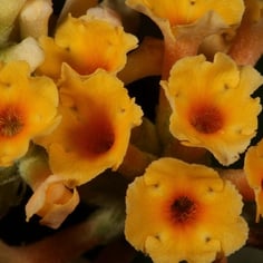 Weyer's Butterfly Bush 2