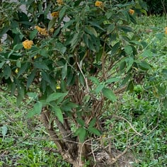 Weyer's Butterfly Bush 4