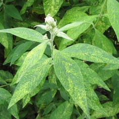Weyer's Butterfly Bush 3