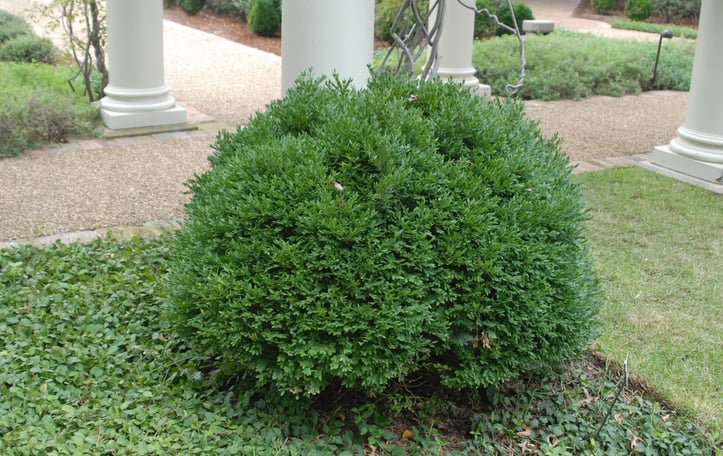 Boxwood