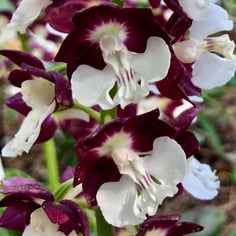 Kozu Spice Orchid 2