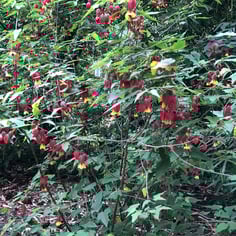 Brazilian Bellflower 4