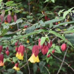 Brazilian Bellflower 2