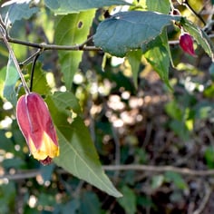 Brazilian Bellflower 3