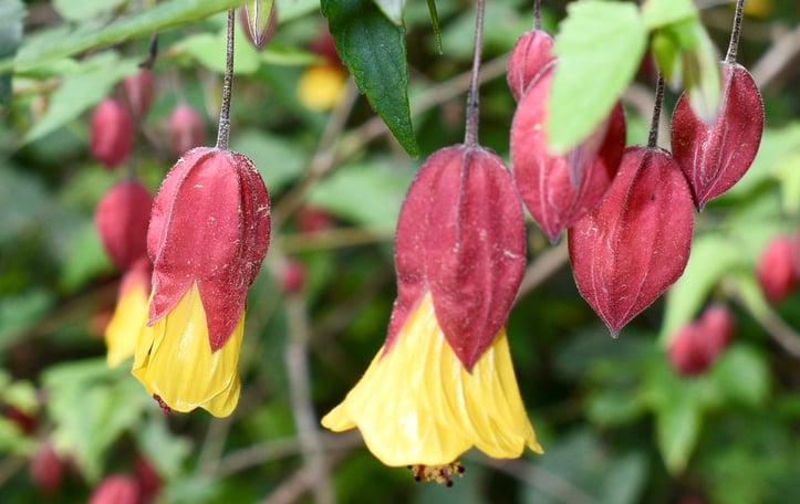 Brazilian Bellflower