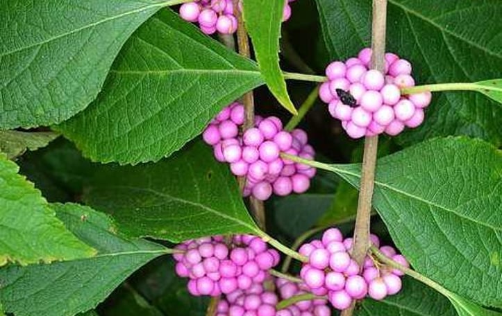 Callicarpa americana 'Welch's Pink'
