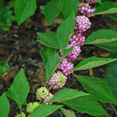Callicarpa americana 'Welch's Pink' 2
