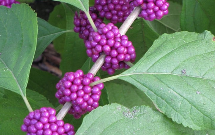 American Beautyberry
