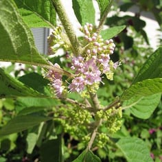 American Beautyberry 4