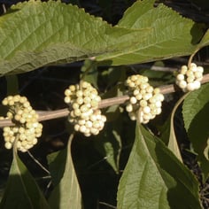 American Beautyberry 2
