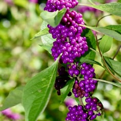 American Beautyberry 3