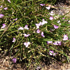 Grassleaf Roseling 2