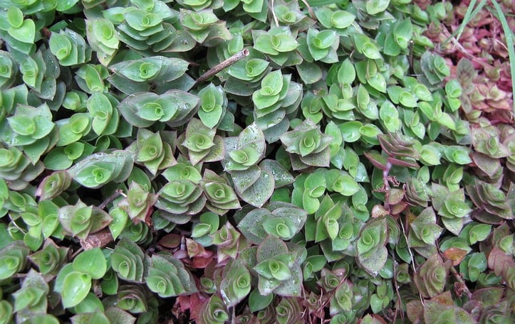 Creeping Basket Plant